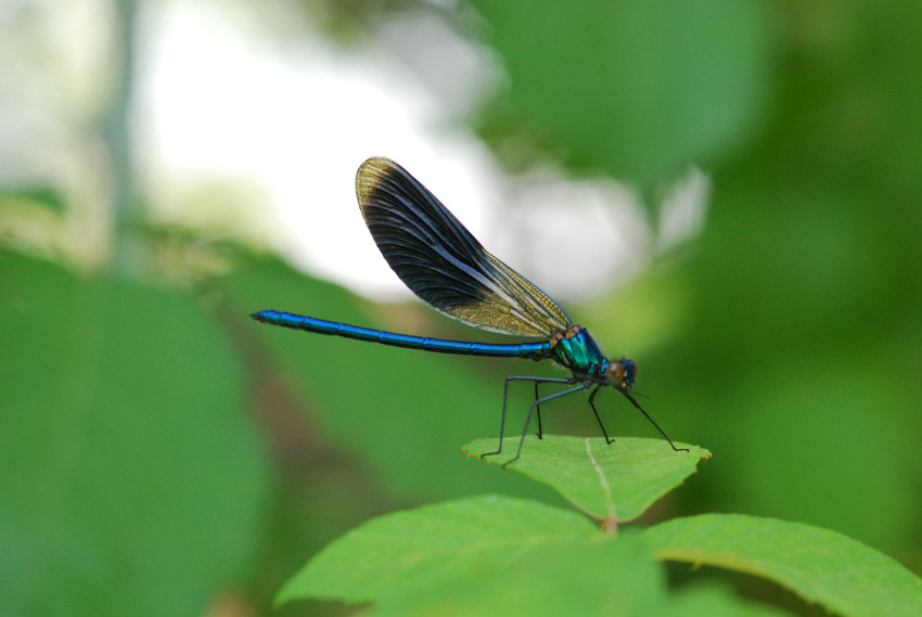 calopteryx virgo o splendens?